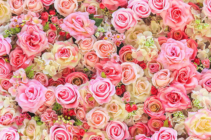 flowers, background, roses, colorful, pink, buds, bud, HD wallpaper