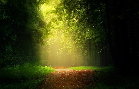 papel tapiz del bosque, camino, hojas, bosque, luz solar, niebla, árboles, hierba, rayos de sol, naturaleza, paisaje, camino de tierra, Fondo de pantalla HD HD wallpaper