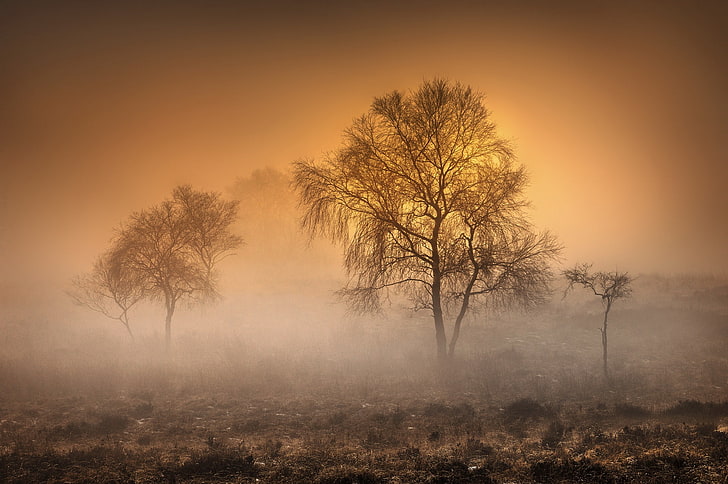 trees, nature, mist, morning, HD wallpaper