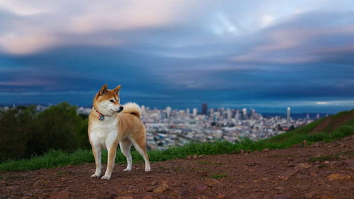 tan und weißer Siberian Husky, Shiba Inu, Hund, HD-Hintergrundbild