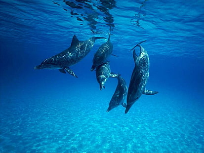 Animal, Dolphins, Fish, Blue, Sea, Sunshine, 5 gray dolphins, animal, dolphins, fish, blue, sea, sunshine, HD wallpaper HD wallpaper
