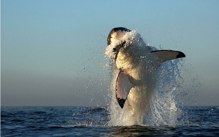 水ジャンプ捕食者シャチは、HD、魚、ジャンプ、キラー、捕食者、水しぶき、水、クジラをはねかける、 HDデスクトップの壁紙