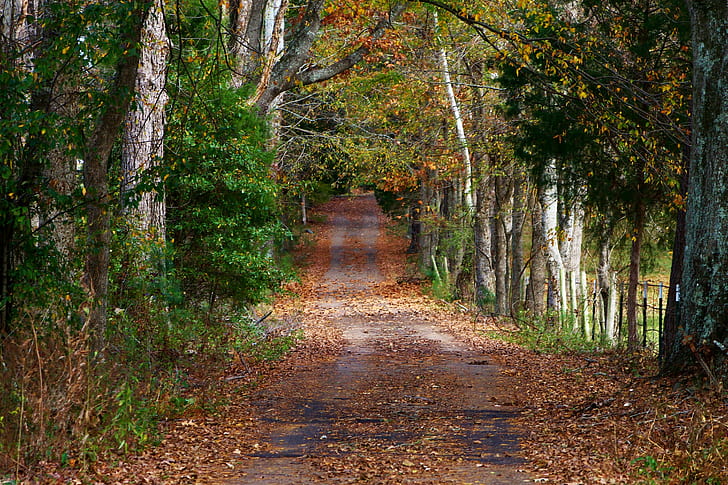 nature, arbres, route, automne, chemin, feuilles, forêt, dirtroad, Fond d'écran HD