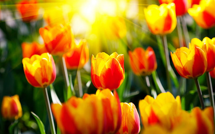 サンシャインチューリップの花、花、チューリップ、太陽の光、自然と風景、 HDデスクトップの壁紙