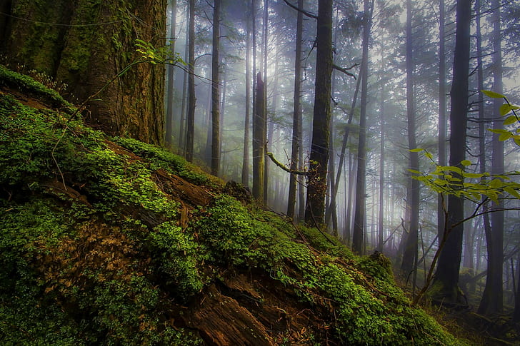 自然、風景、朝、森、霧、低木、木、丘、 HDデスクトップの壁紙