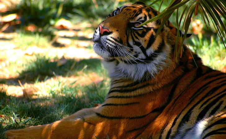 Tiger on vacation, bengal tiger, tiger, predator, shadow, stripes, vacation, HD wallpaper
