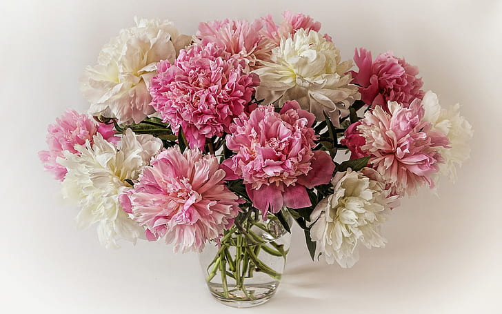 Un ramo de peonías, flores de color rosa blanco, ramo, peonías, blanco, rosa, flores, Fondo de pantalla HD
