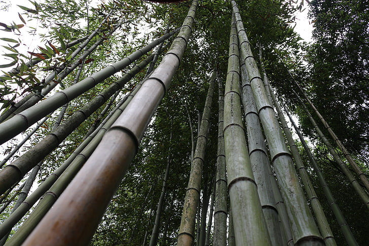 bamboo, forest, landscape, Japanese Garden, HD wallpaper