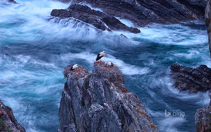 sea, birds, rocks, Portugal, white stork, Odemira, Cabo Sardão, HD wallpaper