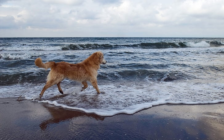 dog, sea, background, walk, playful, HD wallpaper