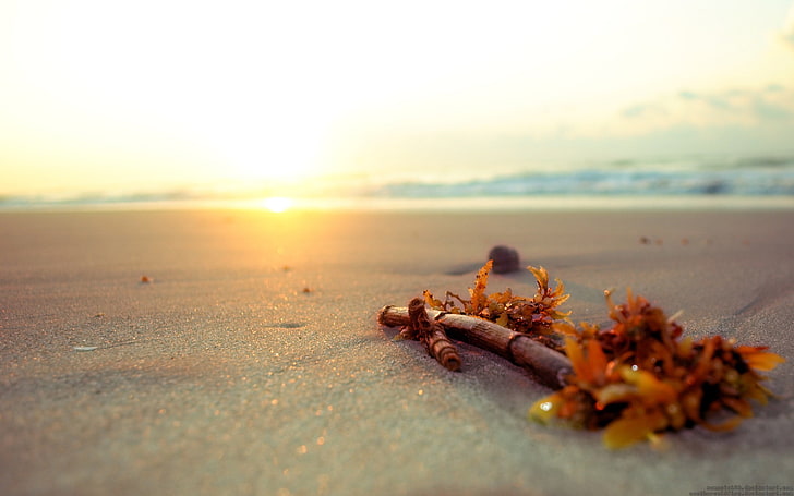 sabbia marrone, Phaeophyta, natura, legno, sabbia, cielo, luce solare, mare, Sfondo HD