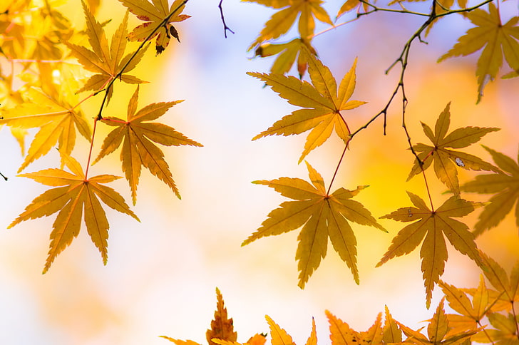 leaves, nature, macro, colorful, Japanese maple, HD wallpaper
