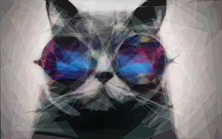 cat, sunglasses, HD wallpaper