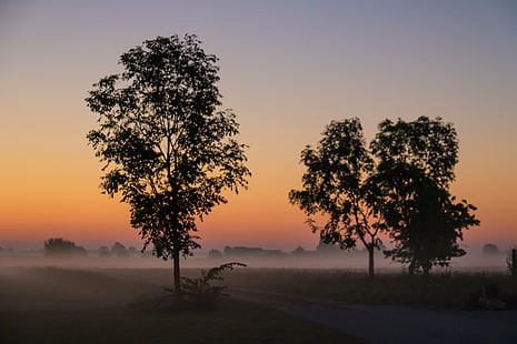 two tree silhouette at golden hour, Misty, morning, tree, silhouette, golden hour, Söderslätt, animal, countryside, dawn, dimma, fog, landscape, landskap, mist, sunrise, exif, model, canon eos, 760d, geo, country, iso_speed, camera, city, focal_length, mm, aperture, ƒ / 5, geo:location, lens, ef, s18, f/3.5, state, canon, nature, sunset, outdoors, sunrise - Dawn, sky, back Lit, dusk, HD wallpaper HD wallpaper