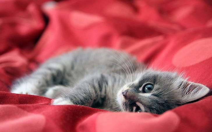 Симпатичные маленькие котята, красный фон, маленький, очаровательны, серый полосатый котенок, милые маленькие котята, красный фон, маленький, очаровательны, HD обои