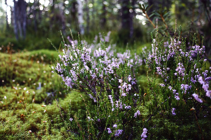 gröna och lila bladväxter, natur, landskap, Karelia, blommor, HD tapet
