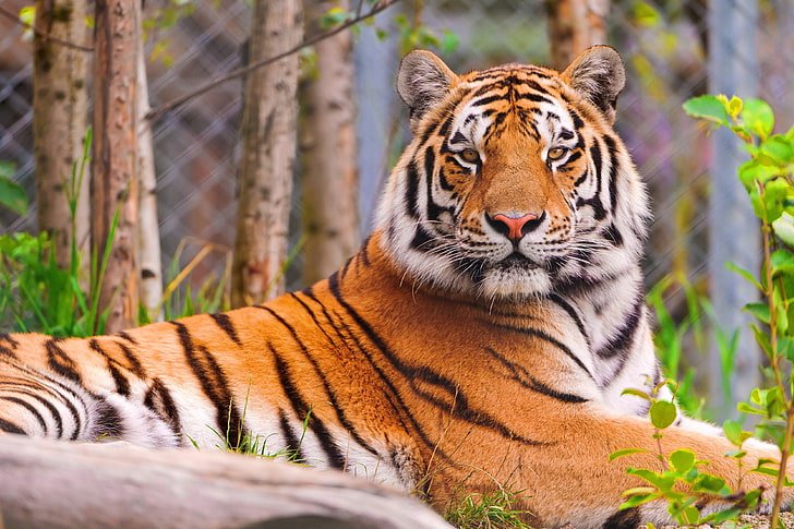 tigre orange, tigre, prédateur, visage, grand chat, Fond d'écran HD