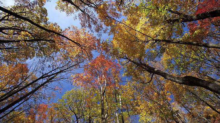autumn, trees, blue sky, great smoky mountains, national park, photograph, HD wallpaper