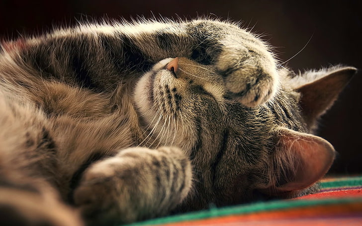 สัตว์แมวนอนหลับ, วอลล์เปเปอร์ HD