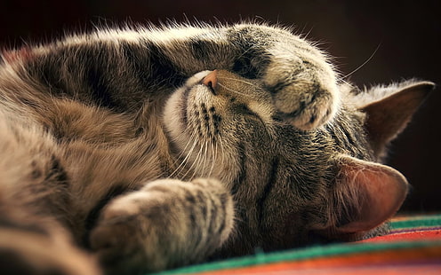 สัตว์แมวนอนหลับ, วอลล์เปเปอร์ HD HD wallpaper