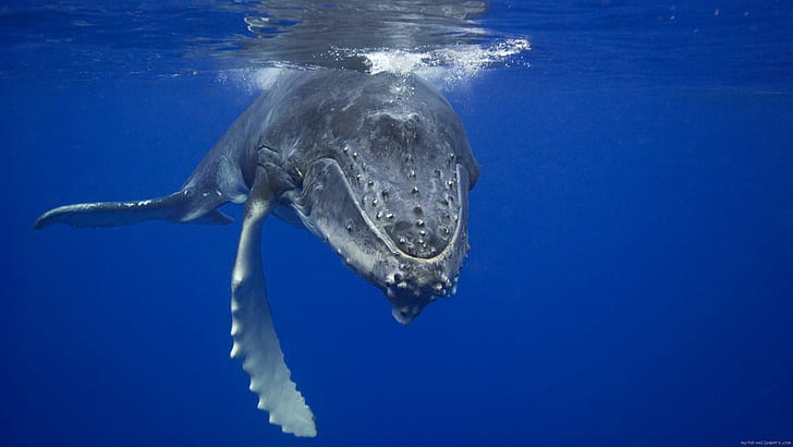 Ballenas, ballena gris, animal, ballena, mar, agua, Fondo de pantalla HD