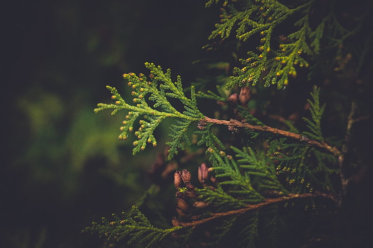 zielono-czerwona roślina liściasta, Łotwa, rośliny, winieta, drzewo iglaste, przyroda, Tapety HD