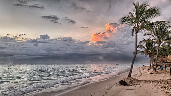 cloudy, beach, palm, palm tree, sea, shore, ocean, cloud, sandy beach, horizon, tropics, coast, HD wallpaper HD wallpaper