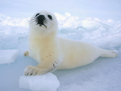 Baby Seal, แมวน้ำสีขาว, สัตว์, แมวน้ำ, สัตว์, ขาว, ทารก, วอลล์เปเปอร์ HD HD wallpaper