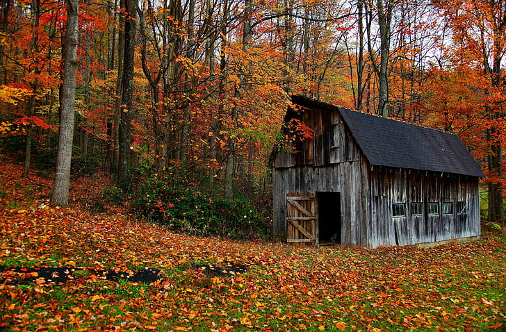 كوخ الخريف في الخشب ، منزل رمادي بالقرب من أشجار القيقب ، الخريف ، الخريف ، الطبيعة ، المقصورة ، الخشب، خلفية HD