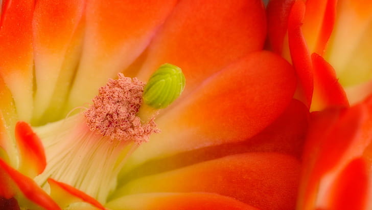 Цветок кактуса кларетка, красный и оранжевый цветок, цветы, 1920x1080, кактус, кларетка, HD обои