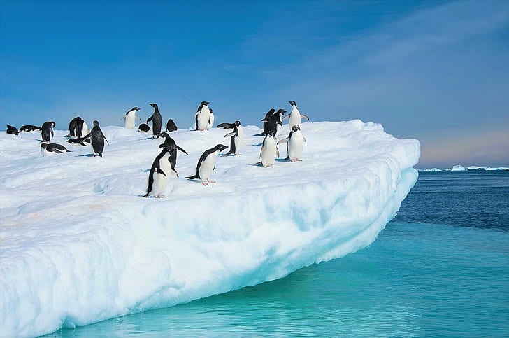 Птици, пингвин, пингвин Адели, животно, Антарктида, птица, сняг, HD тапет