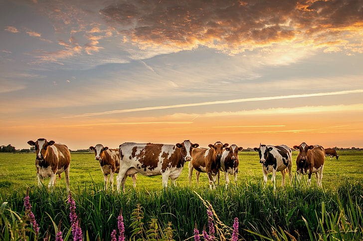 自然、牛、牧草地、群れ、 HDデスクトップの壁紙
