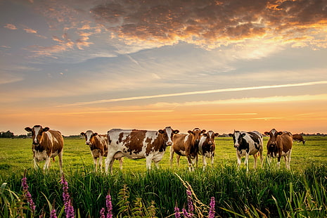 природа, коровы, луг, стадо, HD обои HD wallpaper