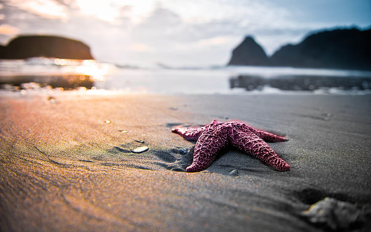 Estrela do mar na praia, estrela do mar, praia, HD papel de parede