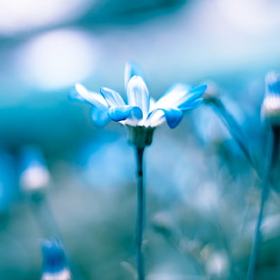 photographie de mise au point peu profonde de fleur pourpre, ici, fleur bleue, mise au point peu profonde, photographie, fleur pourpre, subtile, allégorie, doncha, je parie, longtemps, temps, pour vous, déterminez ce que j'étais, nature, plante, fleur, fermer-up, printemps, beauté dans la nature, été, fraîcheur, tête de fleur, macro, extérieur, pétale, Fond d'écran HD HD wallpaper