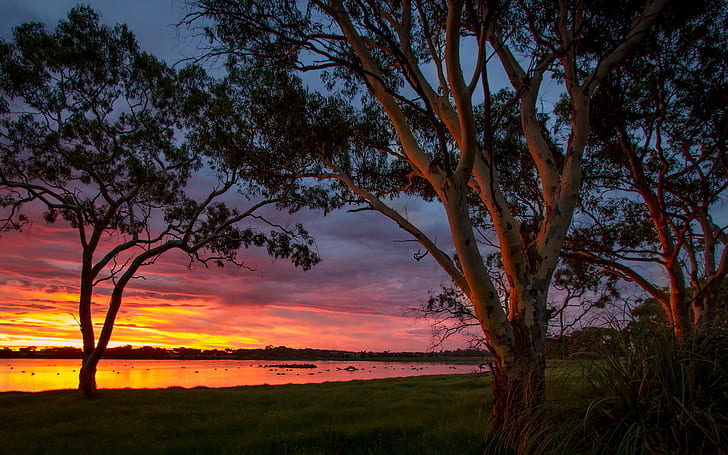 Sunset, Australia, Big Swamp, HD wallpaper