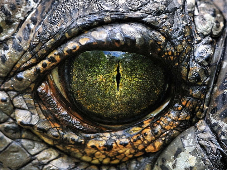 closeup dinosaurs crocodiles reptile scales eye 1600x1200  Nature close-up HD Art , close-up, dinosaurs, HD wallpaper