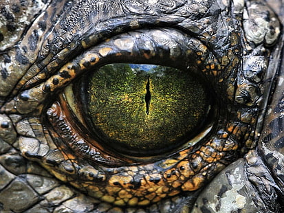 closeup dinossauros crocodilos réptil escalas olho 1600x1200 natureza close-up HD arte, close-up, dinossauros, HD papel de parede HD wallpaper