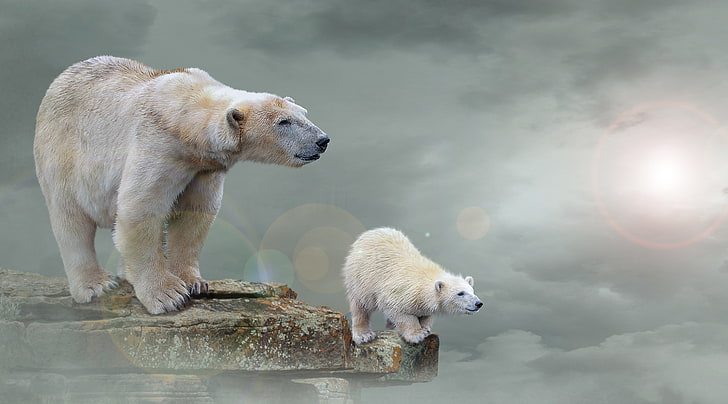 Orsi polari, 4K, cucciolo di orso polare, Sfondo HD