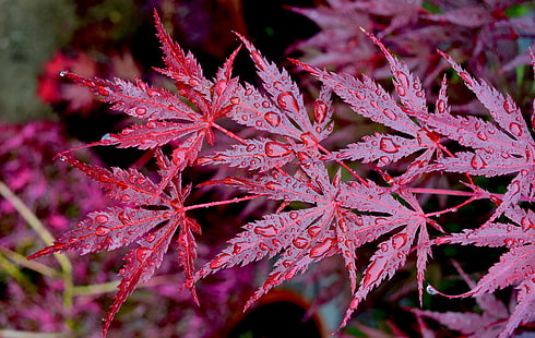 макросъемка фото листьев с каплями воды, клены, клены, природа, лист, осень, растение, HD обои HD wallpaper