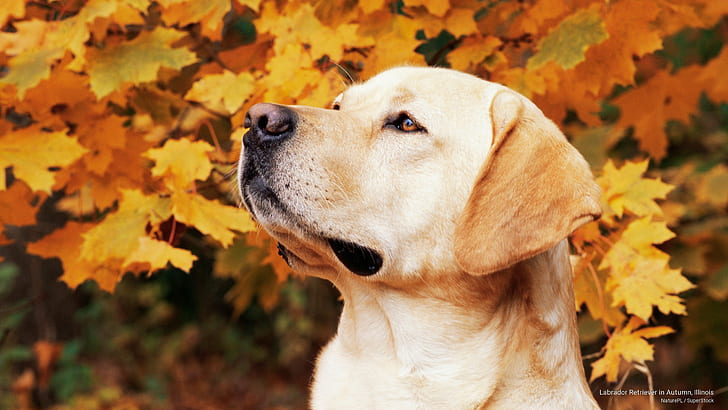 Labrador Retriever på hösten, Illinois, hundar, HD tapet