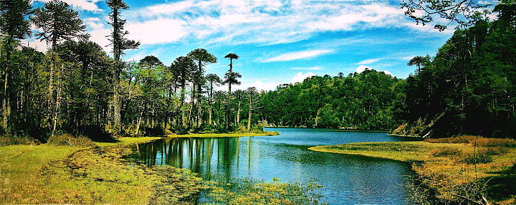rzeka w lesie, jezioro, Chile, las, chmury, trawa, drzewa, małpa puzzle drzewo, odbicie, wzgórza, natura, krajobraz, woda, zieleń, Tapety HD