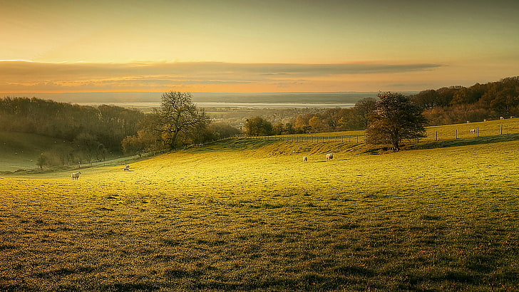 dawn, morning, pasture, sheep, HD wallpaper