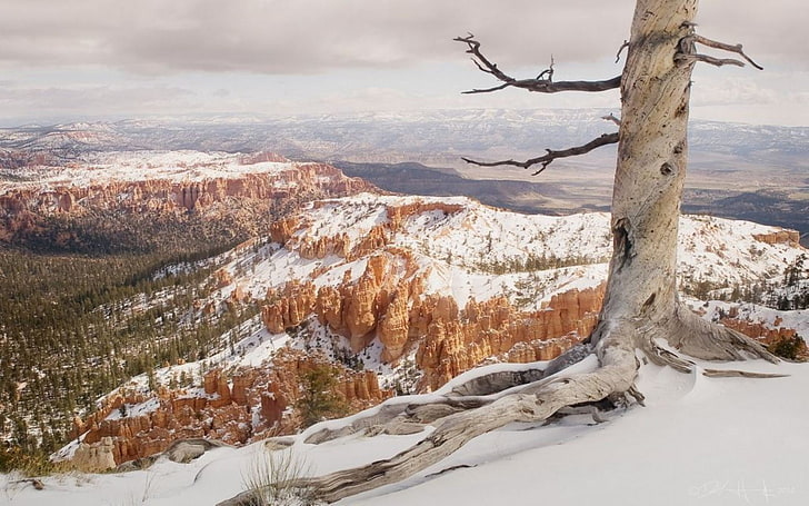 white leafless tree, landscape, mountains, trees, snow, rock, winter, HD wallpaper