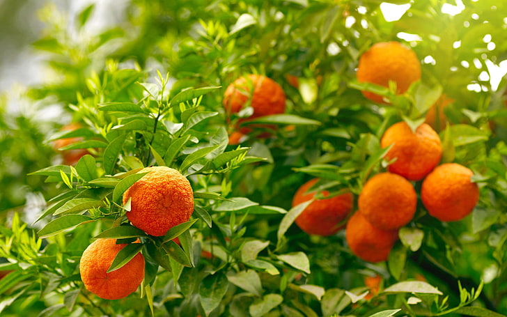 food, fruit, orange (fruit), leaves, HD wallpaper