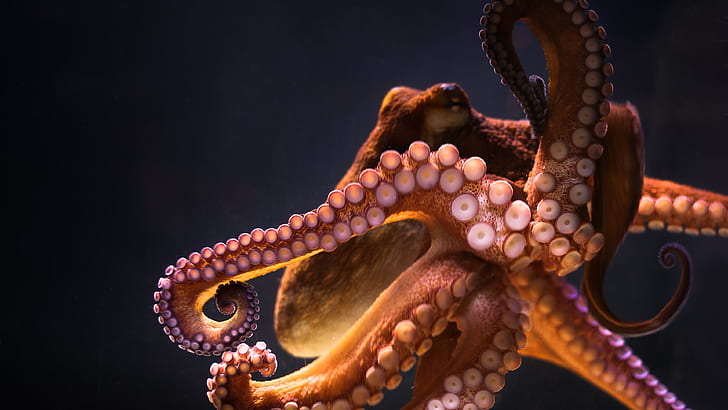 hewan gurita bawah air, Wallpaper HD