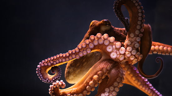 zwierzęta podwodne ośmiornice, Tapety HD HD wallpaper