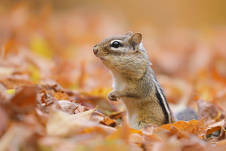 Hewan, Chipmunk, Fall, Leaf, Rodent, Wildlife, Wallpaper HD HD wallpaper