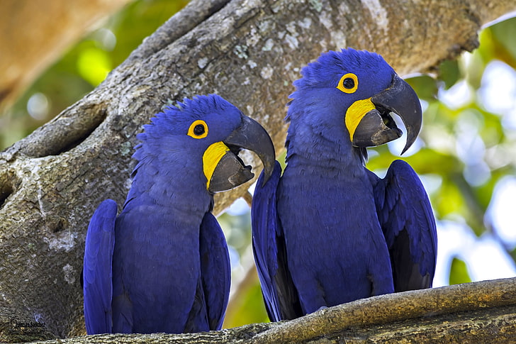 birds, tree, parrots, a couple, Hyacinth macaw, HD wallpaper