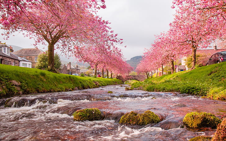 Япония Сакура Река Цветущие деревья, розовые цветы, зеленые травы камни с мхом фон для рабочего стола и мобильных телефонов, HD обои